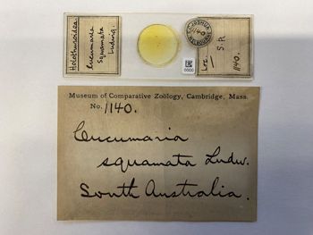 Media type: image; Invertebrate Zoology HOL-1140   Description: microscope slide and specimen label;